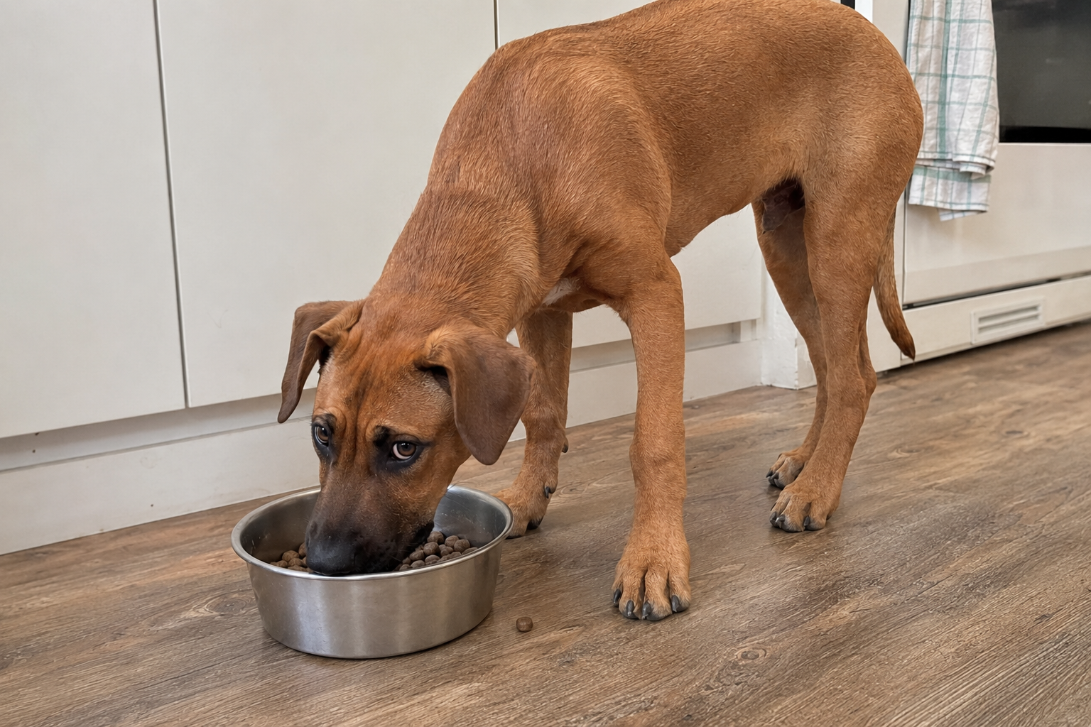 Rostoucí štěně rhodéského ridgebacka jí odměřenou porci granulí